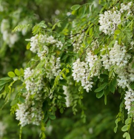 Robinia pseudoacacia  (Valse acacia)