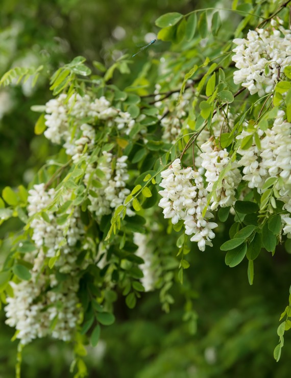 Robinia pseudoacacia 'Umbraculifera' (Bolacacia)
