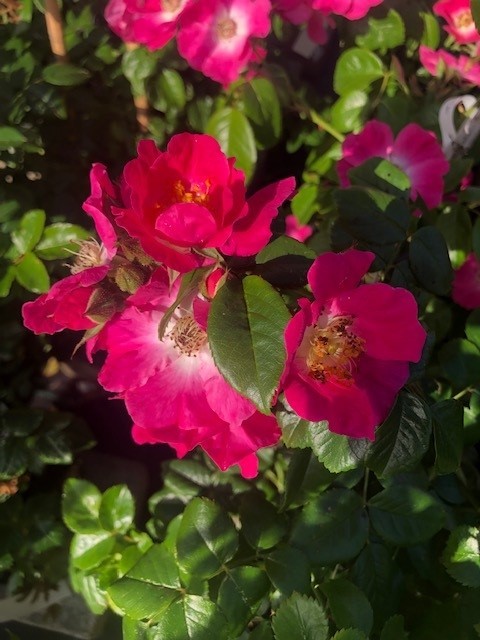 Klimroos 'American Pillar'