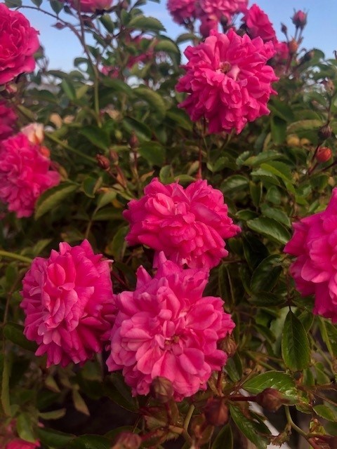 Treurroos 'Dorothy Perkins'