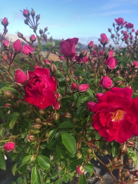 Treurroos 'Exelsa'