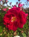 Treurroos 'Exelsa'