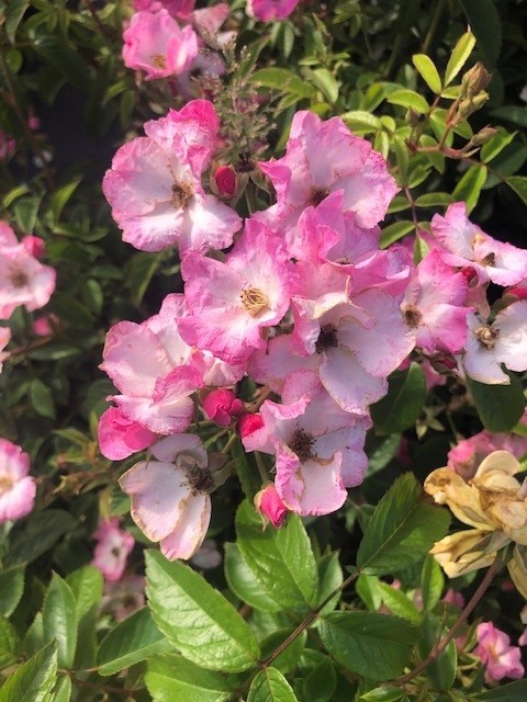Heesterroos 'Frisson Frais'