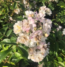 Klimroos 'Guirlande d'Amour'