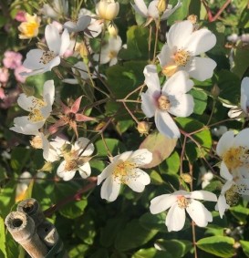 Klimroos 'Kiftsgate'