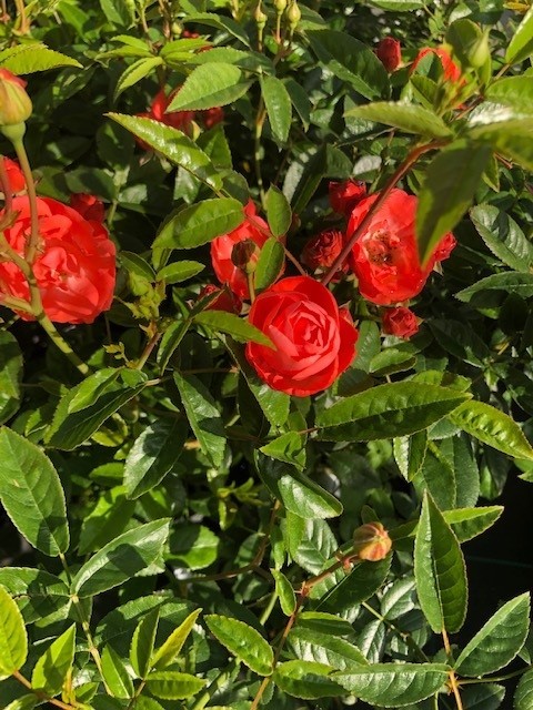 Kosterroos 'Oranje Koster' (Oranje Morsdag)