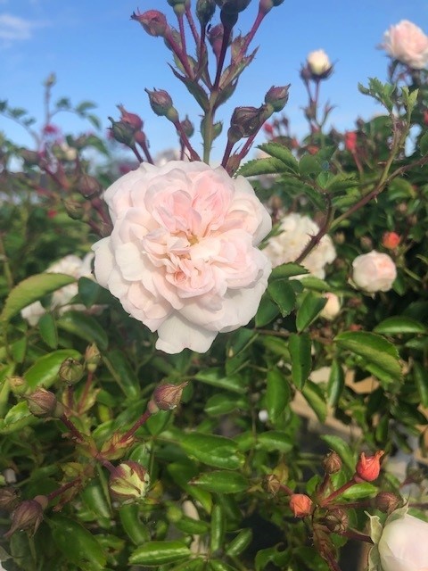 Treurroos 'White Dorothy Perkins'