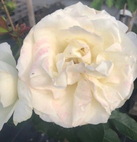 Grootbloemige roos 'White Symphony'