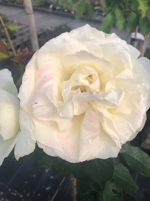 Grootbloemige stamroos 'White Symphony'