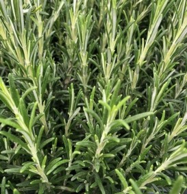 Rosmarinus officinalis (Rozemarijn)