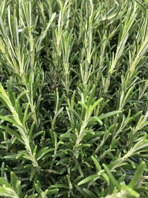 Rosmarinus officinalis (Rozemarijn)