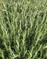 Rosmarinus officinalis (Rozemarijn)