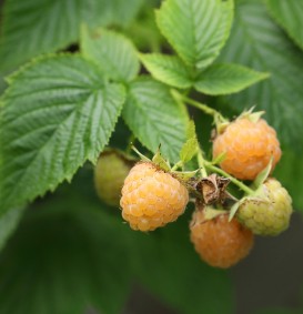 Framboos 'Fallgold' (Rubus idaeus)