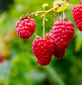 Framboos 'Malling Promise' (Rubus idaeus)