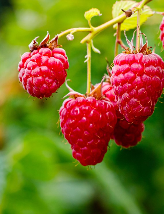Framboos 'Malling Promise' (Rubus idaeus)
