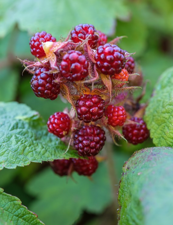 Braambes: Japanse wijnbes  (Rubus phoenicolasius)