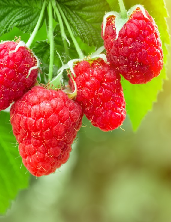 Framboos 'Zefa Herbsternte' ( Rubus idaeus)