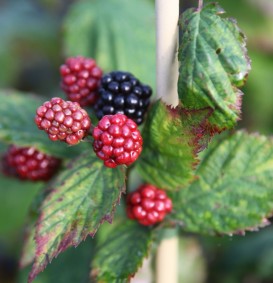 Braambes 'Black Satin' (Rubus hybride)