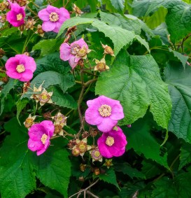 Rubus odoratus (Roodbloeiende framboos)