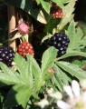 Braambes 'Thornless Evergreen'  (Rubus hybride)