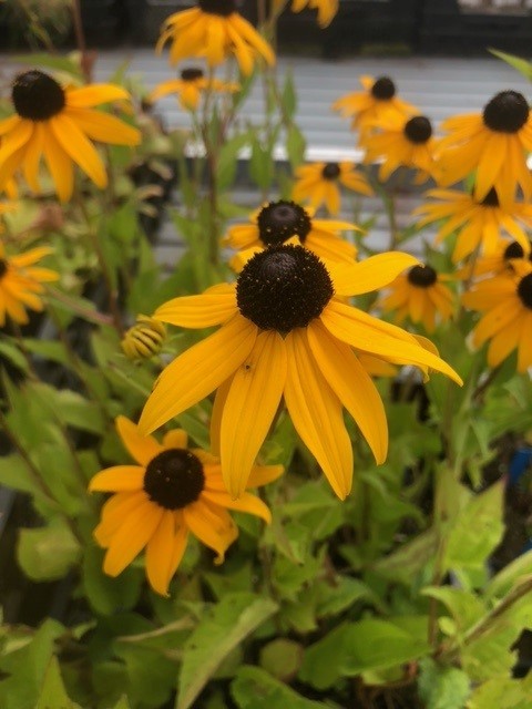 Rudbeckia fulgida 'Goldsturm' (Zonnehoed)