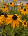 Rudbeckia fulgida 'Goldsturm' (Zonnehoed)