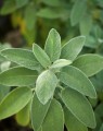 Salvia officinalis (Salie)