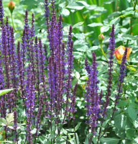 Salvia nemorosa 'Caradonna' (Bossalie)