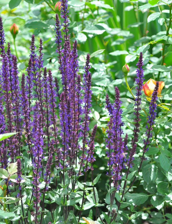 Salvia nemorosa 'Caradonna' (Bossalie) Salvia nemorosa 'Caradonna' (Bossalie)