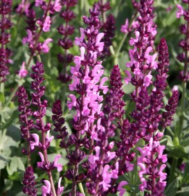 Salvia nemorosa 'Deep Rose' (Salie)
