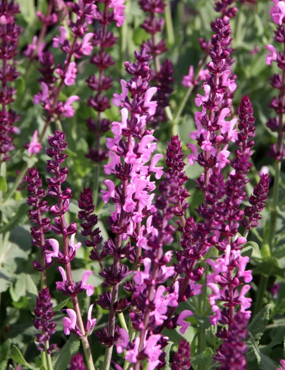 Salvia nemorosa 'Deep Rose' (Salie) Salvia nemorosa 'Deep Rose' (Salie)