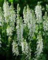 Salvia nemorosa 'Schneehugel' (Salie)