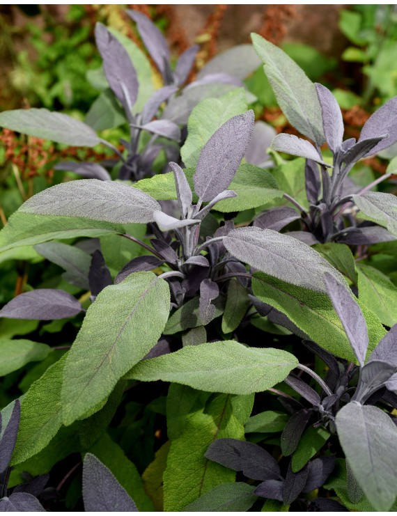 Salvia officinalis 'Purpurascens' (Salie)