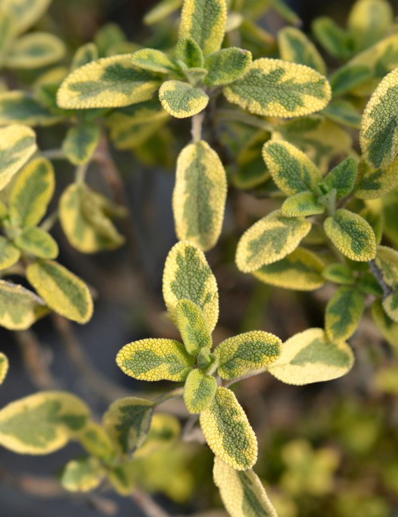 Salvia officinalis 'Aurea' (='Icterina') (Salie)