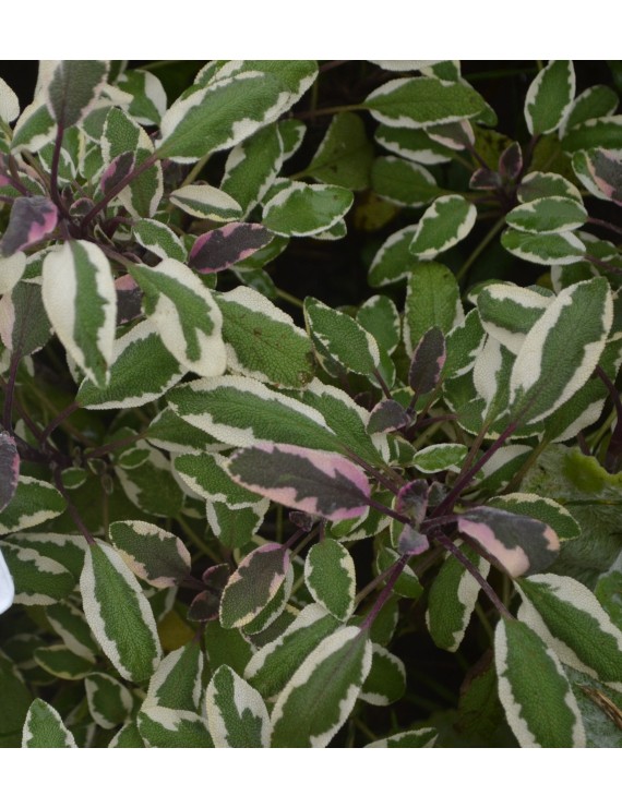 Salvia officinalis 'Tricolor' (Salie)