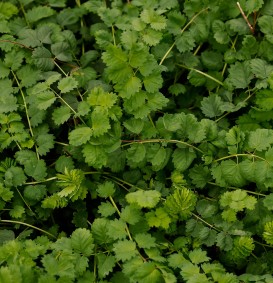 Sanguisorba minor (Pimpernel)