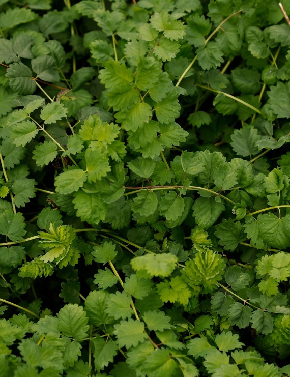 Sanguisorba minor (Pimpernel) Sanguisorba minor (Pimpernel)