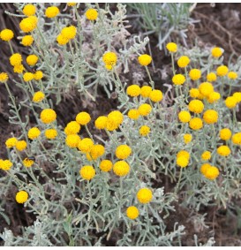 Santolina chamaecyparissus (Heiligenbloem)