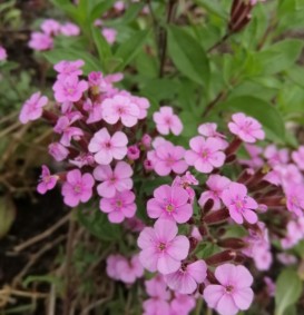 Saponaria ocymoides (Zeepkruid)