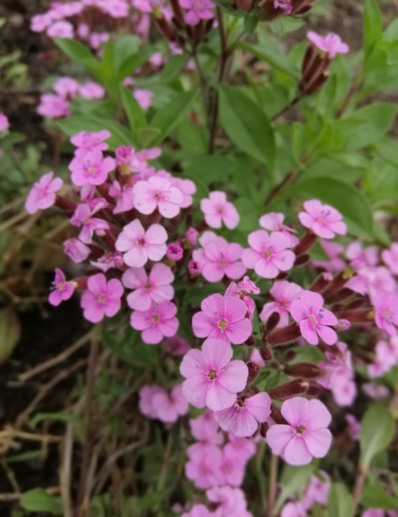 Saponaria ocymoides (Zeepkruid)
