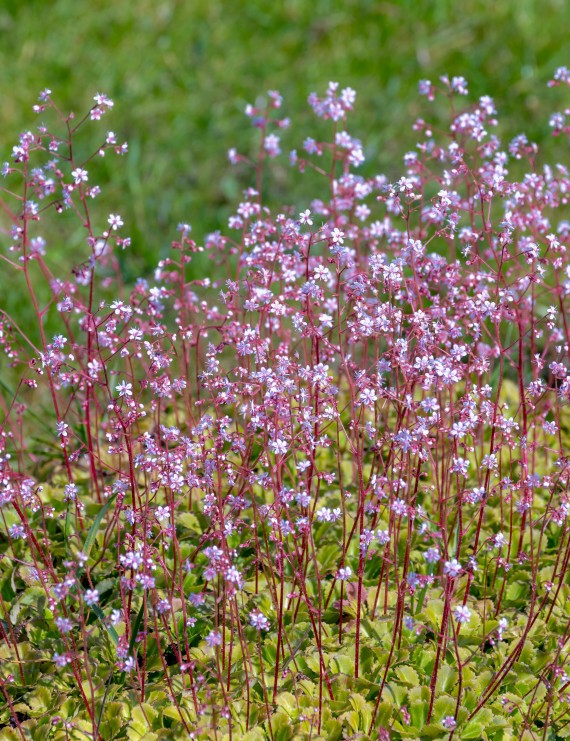 Saxifraga urbium (= Saxifraga umbrosa) (Schildersverdriet)
