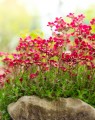 Saxifraga arendsii 'Purpurteppich' (Steenbreek)