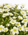 Saxifraga arendsii 'Schneeteppich' (Steenbreek)