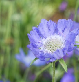 Scabiosa caucasica (Duifkruid)
