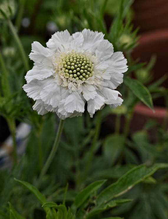 Scabiosa caucasica 'Alba' (Duifkruid)