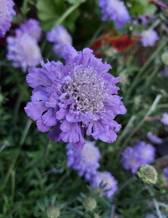 Scabiosa columbaria 'Butterfly Blue' (Duifkruid) Scabiosa columbaria 'Butterfly Blue' (Duifkruid)