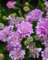 Scabiosa columbaria 'Pink Mist' (Duifkruid) Scabiosa columbaria 'Pink Mist' (Duifkruid)