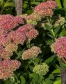 Sedum 'Herbstfreude' (Vetkruid)