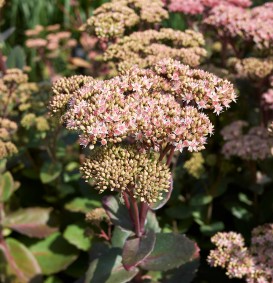 Sedum 'Matrona' (Vetkruid)