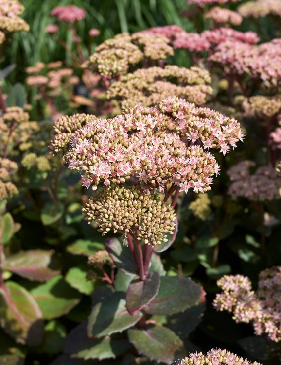 Sedum 'Matrona' (Vetkruid)